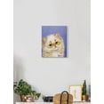 thumbnail image 2 of Funny Kittens Wrapped Canvas  -Kayomi Harai Designs,, 2 of 3