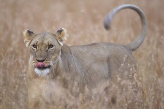 Lioness in Tall Grass on Savanna Masai Mara Game Reserve Kenya Canvas Art - Paul Souders DanitaDelimont (18 x 12)