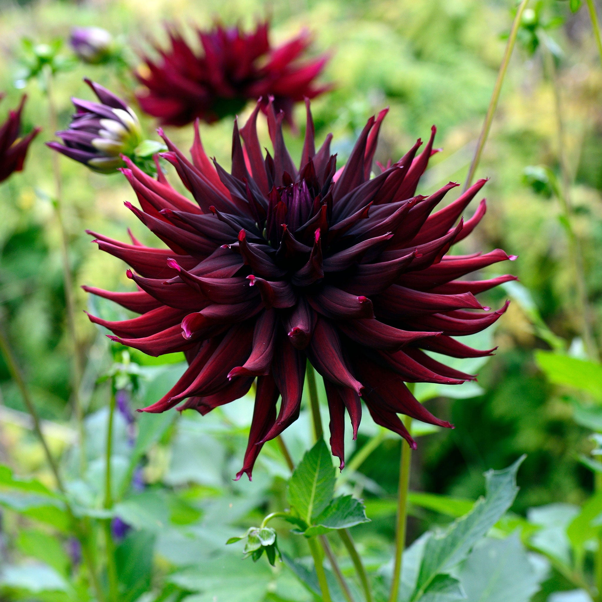 Dahlia Bulbs (SemiCactus) Black Narcissus 4 Bulbs Black Flower