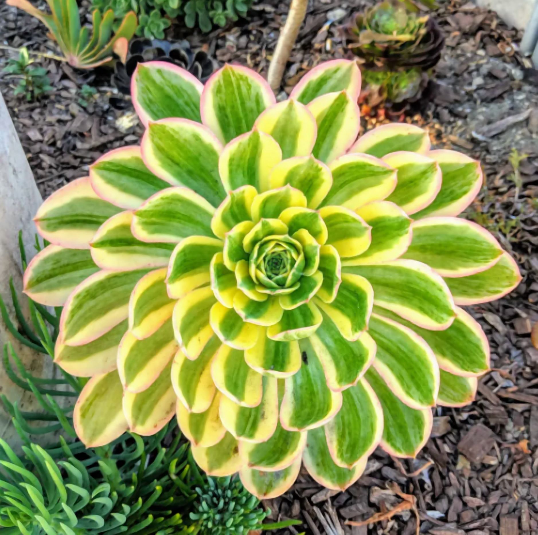 Aeonium Sunburst Plant Live for Planting - Copper Pinwheel Plant - Suburst Aeonium Plant - Variegated Aeonium Sunburst Plant - Pink Succulent Plant for Indoor Outdoor in 4 Inch Pot