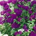 300+ Perennial Verbena Flower Seeds for Planting Outdoors Verbena