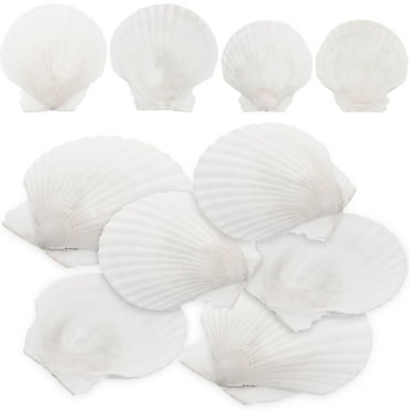 Guichaokj 10pcs White Scallops Shell Seashells Large Natural Shell Embellishment Craft Material