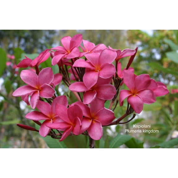 10 "Kapiolani" Plumeria Seeds Plants Flower Flowers Perennial Seed P-9 US Seller