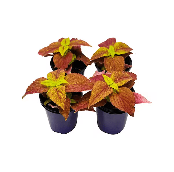 Pack of 3 Alabama Sunset Coleus Live Starter Plant for Planting, Rare Fast Growing Plants, Multicolored Bloom, 4-8 Inch Tall, No Ship Pot