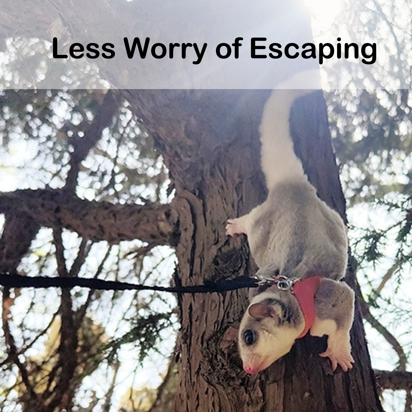 2 Pezzi Di Imbracatura E Guinzaglio In Cincillà Per Piccoli Animali Domestici, Ideali Per Guinea Pig, Hamster, Squirrel, Furet E Simili - Elegante E Comodo, Adatto A Piccoli Animali