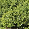 thumbnail image 3 of 1 gal. Ilex Helleri Live Shrub Condition with Full Sunlight, 3 of 7