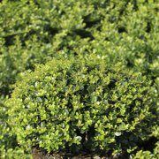 3 gal. Helleri Shrub