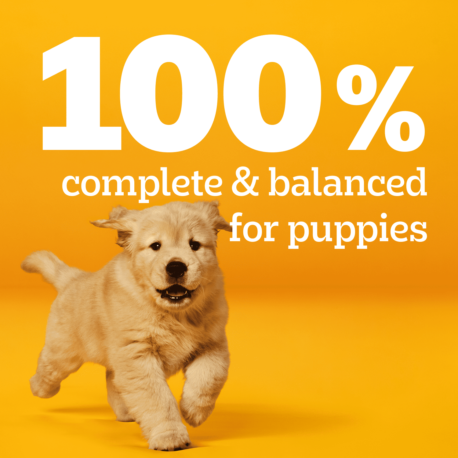 PEDIGREE Puppy Wet Dog Food Morsels in Sauce With Beef, 100g Pouch