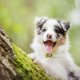 thumbnail image 5 of 2 Extra Loud Cat Dog Bells | Pet Tracker | Save Birds Wildlife, 5 of 5