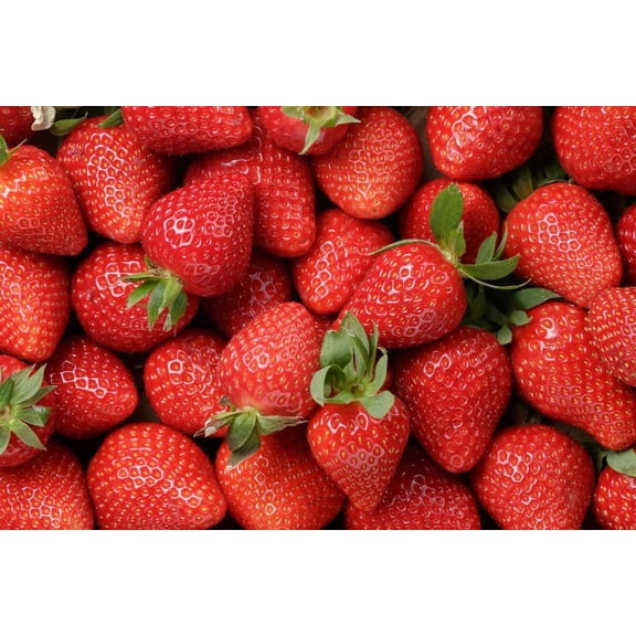 25 Ozark Beauy Strawberry Plants - Iconic Strawberry Variety - Bare Root Plants