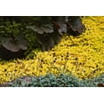 thumbnail image 2 of Crane, Rita 32x23 Gold Ornate Wood Framed with Double Matting Museum Art Print Titled - Garden Glimpse III, 2 of 4