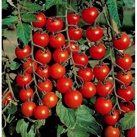 Clovers Garden 5" to 7" Scarlet Red Super Sweet Cherry 100 Tomato Live Plants in 3.5" Pots (2 Count)