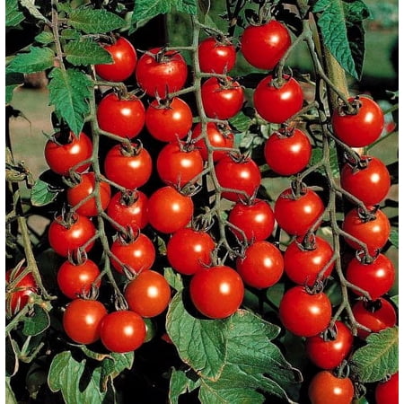 Clovers Garden 5" to 7" Scarlet Red Super Sweet Cherry 100 Tomato Live Plants in 3.5" Pots (2 Count)