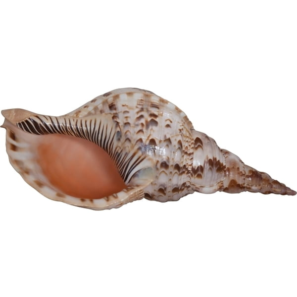 PACIFIC VASE seashell REDUCED PRICE 