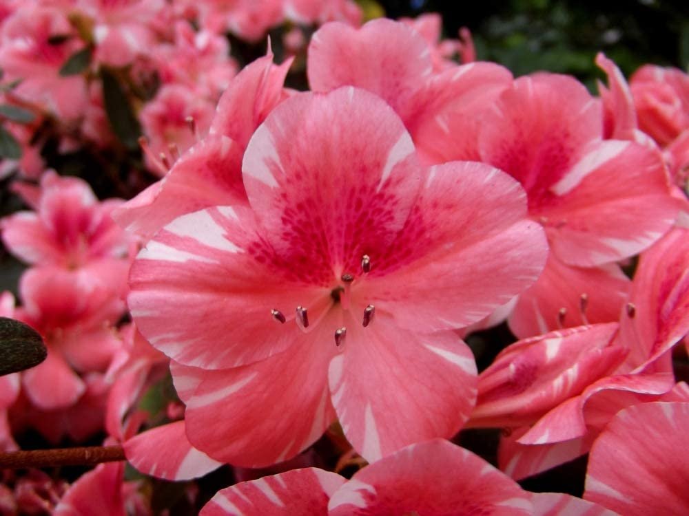 Azalea Plants Poisonous To Dogs lupon.gov.ph