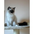 thumbnail image 3 of CafePress - Ragdoll Mugs - 15 oz Ceramic Large White Novelty Mug, 3 of 4
