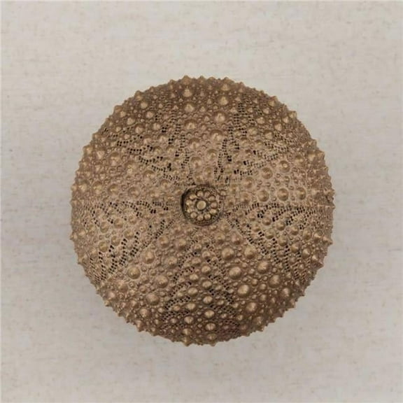Artisan Collection Sea Urchin Knob - Museum Gold