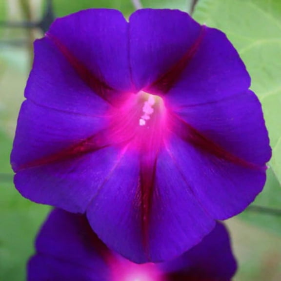 Ipomoea Grandpa Ott Seed