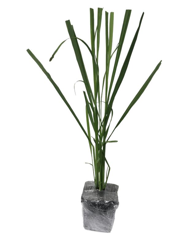 Herb Plants in Live Plants