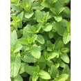 thumbnail image 3 of 3 Mojito Mint Plants Herb - Hardy Perennial - in 4 inch pots, 3 of 5