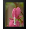 thumbnail image 2 of Fitzharris, Tim 12x14 Black Modern Framed Museum Art Print Titled - Bleeding Hearts II, 2 of 5
