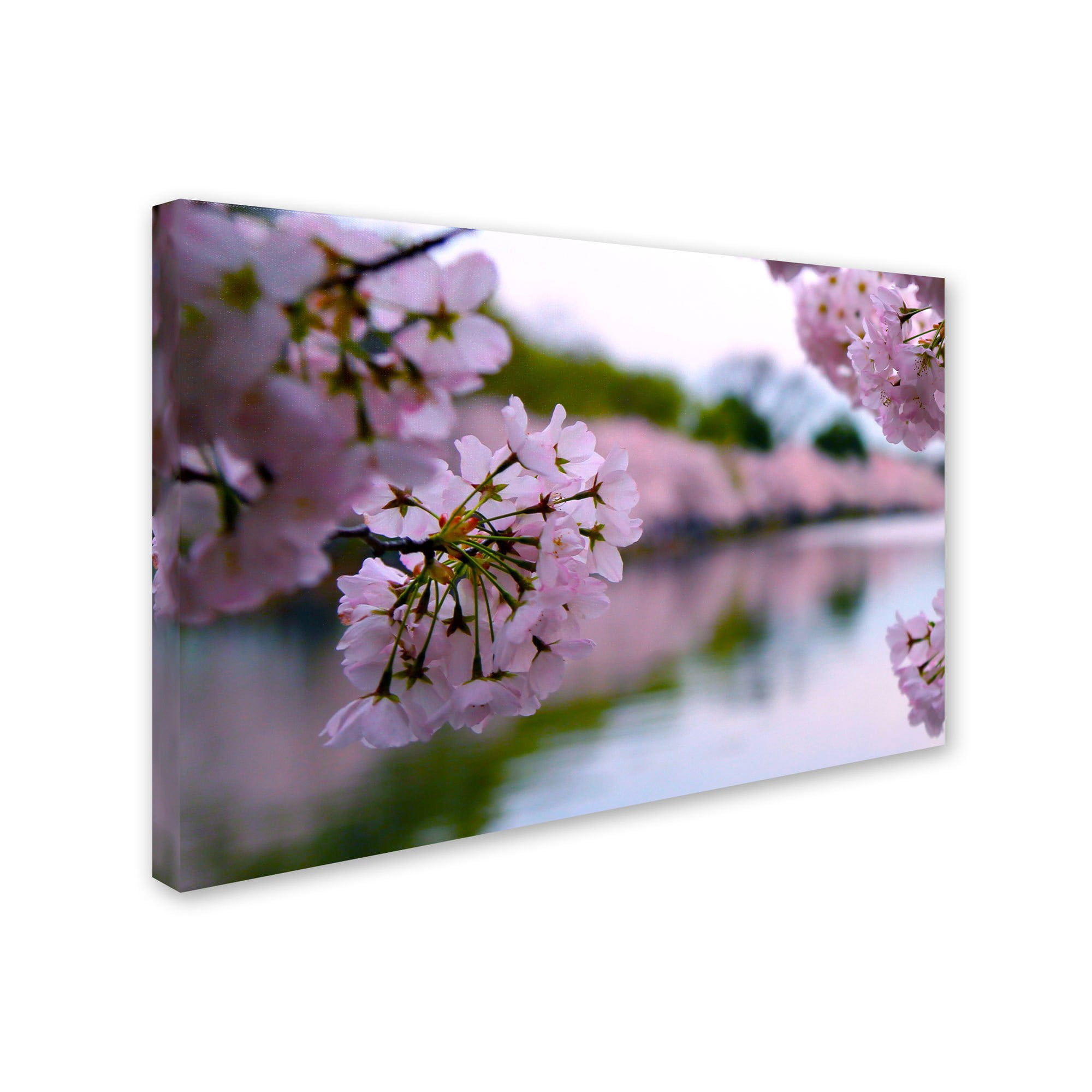 Trademark Fine Art "Cherry Blossoms 2014-2" Canvas Art by CATeyes