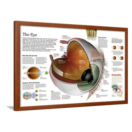 Infographic of the Parts of the Human Eye, their Function and the Most Common Eye Defects Framed Poster Wall Art