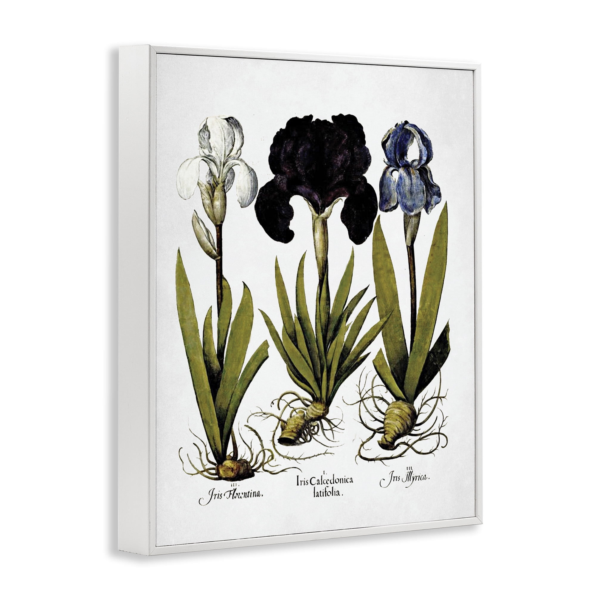 Stupell Industries Vintage Iris Flowers Botanical & Floral Painting White Framed Art Print Wall Art, 16 x 20