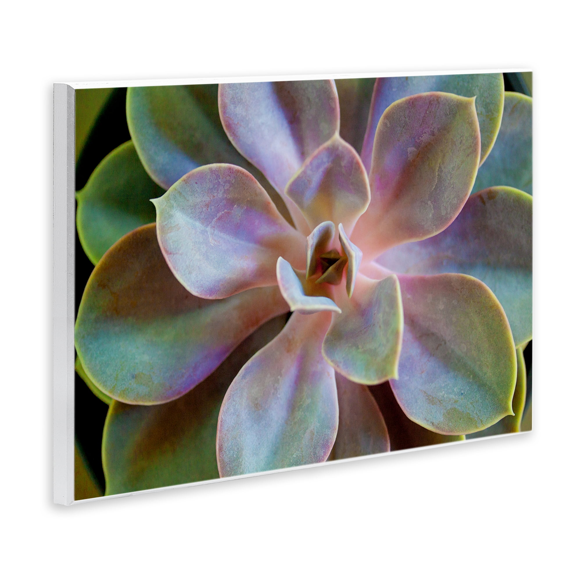 Stupell Industries Blooming Succulent Leaves Plants & Flowers Photography Unframed Art Print Wall Art, 19 x 13