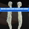 thumbnail image 2 of Human Acupoint Model Male & Female with Chinese Points for Student Practice & Teaching, 2 of 8