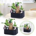 thumbnail image 2 of Desktop Ornament,Brazilwood Easy To Grow Indoor Tabletop Hydroponic Planter Green For Home And,Home Decor, 2 of 6