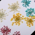 thumbnail image 4 of 10 piezas 1-2 cm de Ammi majus seca prensada para resina joyería colgante caja del teléfono artes y manualidades accesorios de Gloria Flor seca, 4 of 9