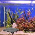 thumbnail image 1 of HEALEEP 5Ud Divisores De Acuario Plásticos Negros Con Ventilación Para Y Filtrado En Peceras, 1 of 6