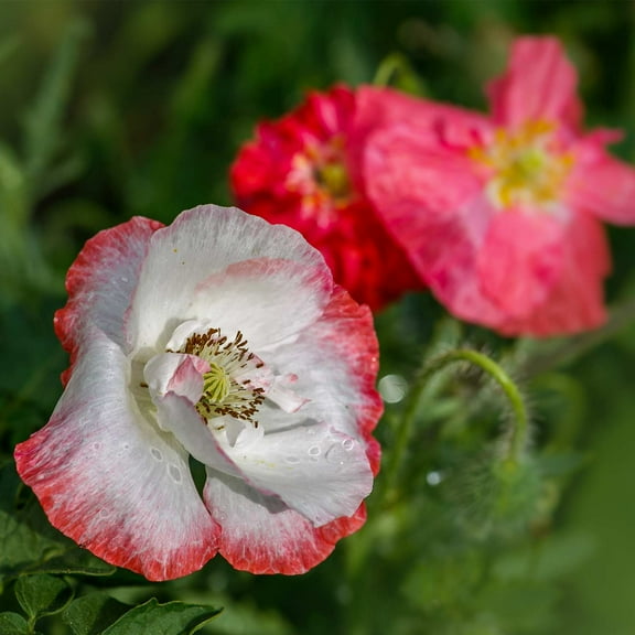 Poppy Flower Seeds - Shirley Double Mixture - 1 oz Seed - Annual Poppies Flower Garden - Many Color Blossoms - Flower Gardening