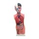 thumbnail image 1 of Modelo de Cuerpo Humano perfke Educativo con Base 67 cm, 1 of 9