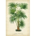 thumbnail image 2 of Van Houtteano, Horto 13x18 Gold Ornate Wood Framed with Double Matting Museum Art Print Titled - Palm of the Tropics IV, 2 of 4