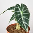 thumbnail image 5 of Alocasia Amazonica Bambino Live Plant for Indoor | Different Houseplants in 4'' & 6'' Pot | Real House Plant for Living Room, Office, Desk & Bathroom | Bambino | Alocasia Amazonica, 5 of 6