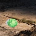 thumbnail image 4 of unbranded Reptile Feeder Con Construcción Para Montaje En Pared Ideal Para Reptiles En Terrarios, 4 of 6