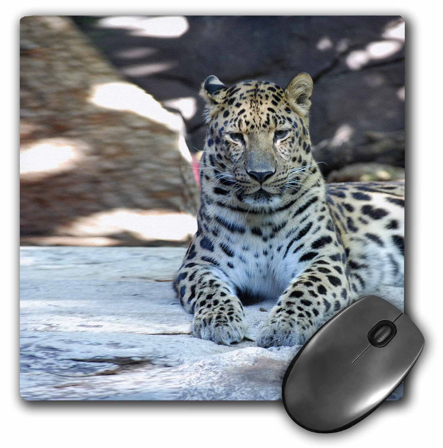 3dRose Leopard, Mouse Pad, 8 by 8 inches