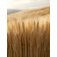 thumbnail image 1 of Qisvanset Framed Canvas Wall Art 12x16 Inch Golden Wheat Field Modern Farmhouse Nature Wall Art, 1 of 5