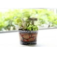 thumbnail image 4 of Olla de resina,Maceta de plantas s,Caja de almacenaje,Jardinera Sedum,Caja de canal,Cama de planta,Decoración de jardín de casa, 4 of 6