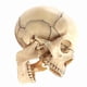 thumbnail image 2 of Medical-Skull Human Body Model Education Skull Model 1:2 for Student Teaching Study Assembling Model, 2 of 5