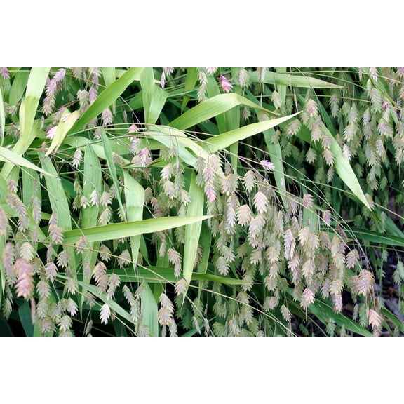 100 NORTHERN SEA OATS Grass Inland Chasmanthium Seeds