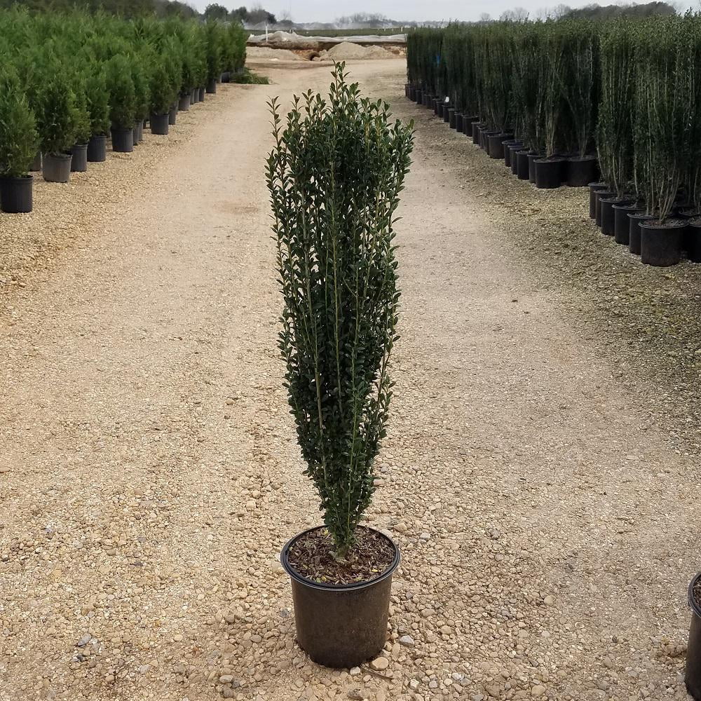 9 25 In Pot Sky Pencil Japanese Holly Ilex Live Plant Upright Growth Habit Walmart Com