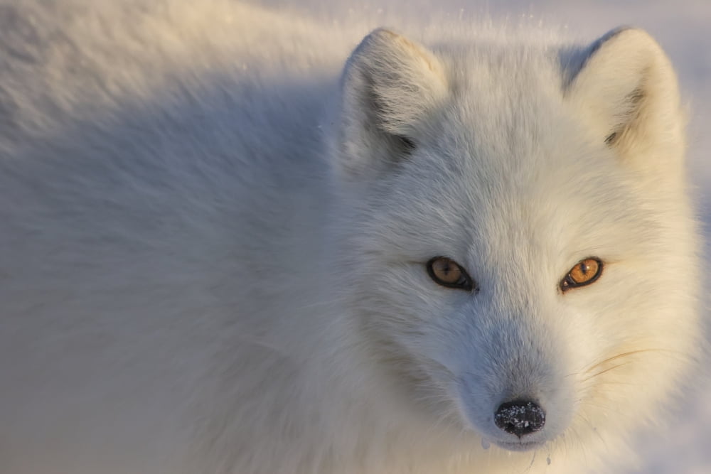 Arctic Fox (vulpes