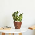 thumbnail image 3 of 2-Pack 10 in.Dark Wood Plastic Self-watering Planter Pot, 3 of 7