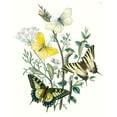 thumbnail image 2 of Unknown 12x14 White Modern Wood Framed Museum Art Print Titled - British Butterflies II, 2 of 4