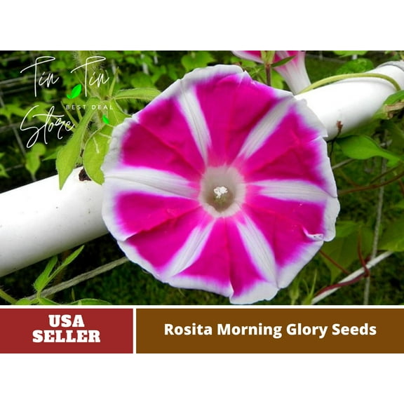 30  Rare Seeds-Rosita Morning Glory Seeds #F008-Authentic Seeds-Flowers-Seeds-Rose seeds-Herb seeds-Vegetable Seeds-Mix Seeds for Plant-B3G1