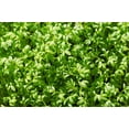 thumbnail image 4 of 1500 WRINKLED CRINKLED CRESS Garden Lepidium Sativum Greens Vegetable Seeds, 4 of 8