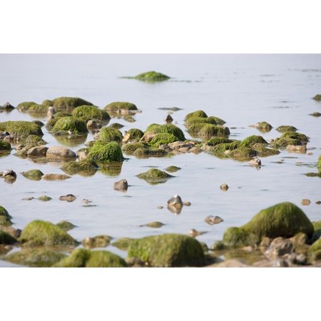 Seaside Rocks - LAMINATED POSTER Coast Seaweed Rock Pool Rocks Beach Pool Seaside Poster 24x16 Adhesive Decal